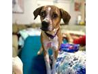 Adopt Anastasia a Tan/Yellow/Fawn Beagle / Boxer / Mixed dog in Houston