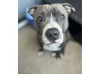 Adopt Homez a Gray/Silver/Salt & Pepper - with White American Pit Bull Terrier /