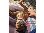 Adopt Daphne a Red/Golden/Orange/Chestnut - with White American Pit Bull Terrier