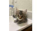 Adopt Molly / Teddy a Brown Tabby Domestic Longhair (long coat) cat in Los