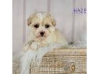 Maltipoo Puppy for sale in Berlin, OH, USA
