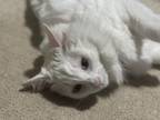 Adopt Princessa a White Domestic Mediumhair (medium coat) cat in Ocoee