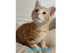 Adopt Tootsie Roll a Orange or Red Tabby Domestic Shorthair / Mixed cat in