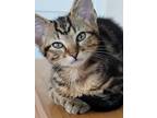 Adopt Romeo a Black (Mostly) Domestic Shorthair (short coat) cat in Greensboro