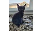 Adopt Java a All Black Domestic Shorthair (short coat) cat in Greensboro
