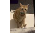 Adopt Donut a Orange or Red Tabby American Shorthair / Mixed (short coat) cat in