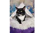 Adopt Dragonfly a Black & White or Tuxedo Domestic Shorthair (short coat) cat in