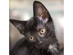 Adopt Angel a All Black Domestic Shorthair / Mixed cat in Jefferson City