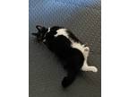 Adopt Kira a Black & White or Tuxedo Domestic Shorthair / Mixed (short coat) cat