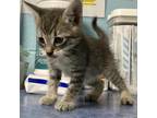 Adopt Yankee a Gray or Blue Domestic Shorthair / Mixed cat in Jefferson City