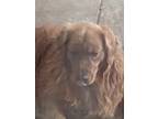 Adopt Lucky a Brown/Chocolate Golden Retriever / Mixed dog in San Jose