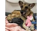 Adopt Harriet a Black German Shepherd Dog / Mixed dog in Titusville