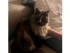 Adopt Olivia a Tortoiseshell Domestic Longhair (long coat) cat in La Verne