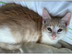 Adopt Charlie R a Tan or Fawn (Mostly) Domestic Shorthair (short coat) cat in