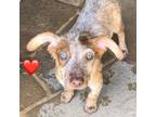 Adopt Dudley a Australian Cattle Dog / Mixed dog in Houston, TX (38952949)