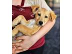Adopt Gabby a Tan/Yellow/Fawn Dachshund / Mixed dog in Garland, TX (38949517)