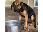 Adopt Titus a Hound (Unknown Type) / Labrador Retriever / Mixed dog in Houston