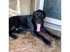 Adopt Rolan a Hound (Unknown Type) / Labrador Retriever / Mixed dog in Houston