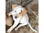 Adopt Daisy girl a Australian Cattle Dog / Mixed dog in Houston, TX (38952961)