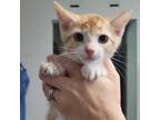 Adopt Bic a Orange or Red Domestic Shorthair / Mixed cat in St.Jacob