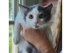 Adopt Red a White Domestic Mediumhair / Mixed cat in St.Jacob, IL (38952865)