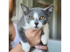 Adopt Mr.Perfectly Fine a Gray or Blue Domestic Shorthair / Mixed cat in