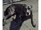 Adopt Bo a Brindle - with White American Pit Bull Terrier / Mixed dog in