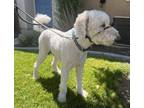 Adopt Martell a White Labradoodle / Labradoodle / Mixed (medium coat) dog in