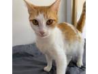 Adopt Isis a White Domestic Shorthair / Mixed cat in Livingston, TX (38952815)