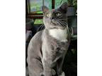 Adopt TomKat a Gray or Blue (Mostly) Domestic Shorthair (short coat) cat in