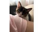 Adopt Chloe a Calico or Dilute Calico Calico / Mixed (short coat) cat in