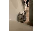 Adopt Mary Kate a Gray, Blue or Silver Tabby Domestic Shorthair / Mixed (short