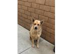 Adopt Whiskey a Brown/Chocolate - with Black German Shepherd Dog / Mixed dog in