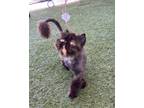 Adopt Eveline a Black (Mostly) Persian (long coat) cat in Newmarket