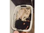 Adopt Rora a Cream or Ivory RagaMuffin / Mixed (short coat) cat in Farmersville