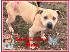 Adopt SASHI a Tan/Yellow/Fawn American Staffordshire Terrier / Mixed dog in