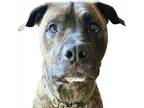 Adopt Ruger a Brindle American Staffordshire Terrier / Boxer / Mixed dog in
