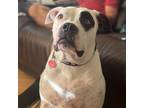 Adopt Bella Rose a White - with Tan, Yellow or Fawn American Pit Bull Terrier /