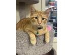 Adopt Laffy Taffy a Orange or Red Tabby American Shorthair (short coat) cat in