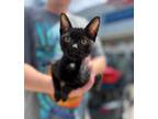 Adopt Lennox a All Black Domestic Shorthair (short coat) cat in Newmarket