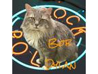 Adopt Bob Dylan a Gray, Blue or Silver Tabby Domestic Longhair (long coat) cat
