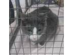 Adopt Tammy a Gray or Blue Domestic Shorthair / Mixed cat in Branson