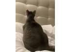 Adopt Hopscotch a Gray or Blue (Mostly) American Shorthair / Mixed (short coat)