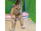 Adopt Captain Von Whiskers a Orange or Red Domestic Shorthair / Mixed cat in