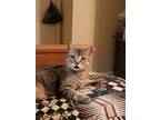 Adopt Flower a Tan or Fawn Tabby Domestic Shorthair (short coat) cat in Midland