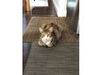 Adopt Amy a Tortoiseshell Domestic Shorthair / Mixed (short coat) cat in