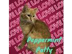 Adopt Peppermint Patty a Orange or Red Domestic Mediumhair (medium coat) cat in