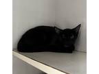 Adopt Frieda a All Black Domestic Shorthair / Mixed cat in Middletown