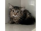 Adopt Violet Grey a Brown or Chocolate Domestic Mediumhair / Mixed cat in