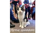 Adopt Merle Haggard a Black & White or Tuxedo American Shorthair (short coat)